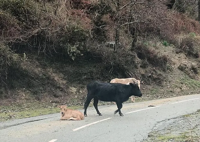 Apartment Dans Le Coeur De Sartene, Corse Des Corses Sartène